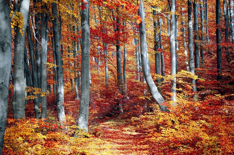Fall Foliage