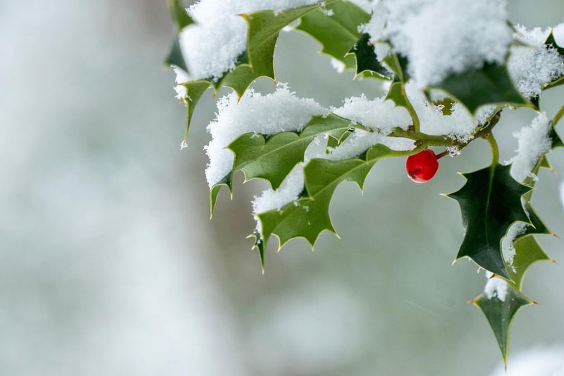 Winter Holly