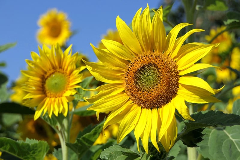 Summer Sunflowers