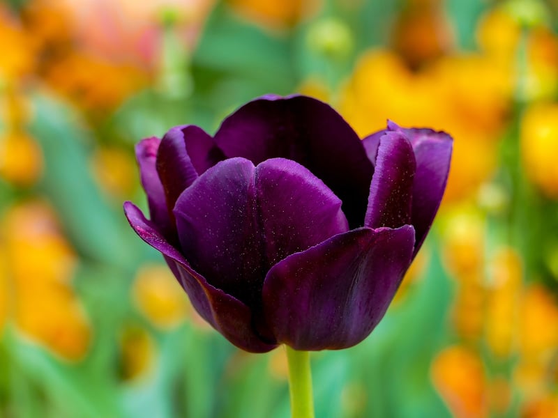 Spring Tulips